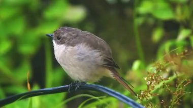 Bir ağacın dalındaki kuş.