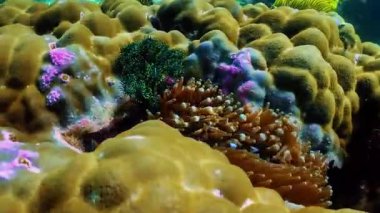 Kızıl Deniz 'deki mercan resifi, Mısır