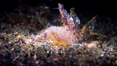 Kumda deniz kestanesi