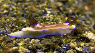 Denizin küçük balığı.