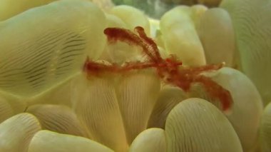 Kızıl denizdeki deniz kestanesi