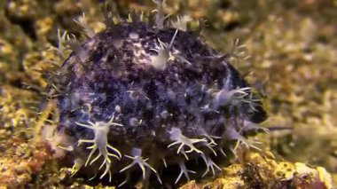 Mavi deniz kestanesine yaklaş.