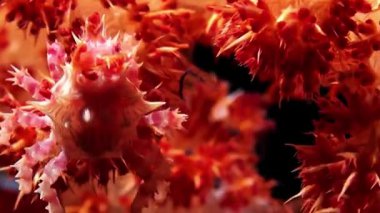 Güzel çiçeğin yakın çekimi