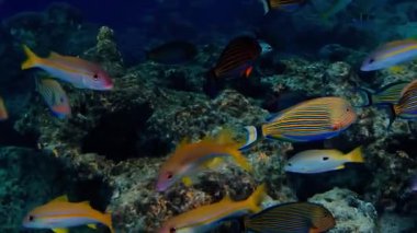 red Sea'deki/daki tropikal balık