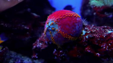 Mercanlı deniz şakayığı