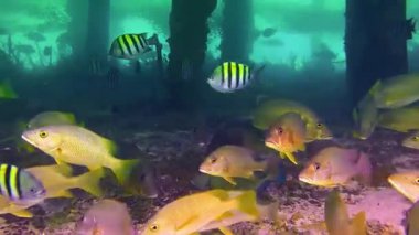 Kızıl denizdeki tropikal balıklar, Mısır