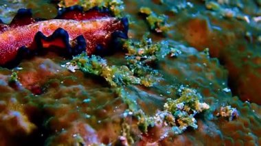 Kızıl deniz balığına yaklaş.