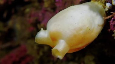 Akvaryumdaki beyaz mercan