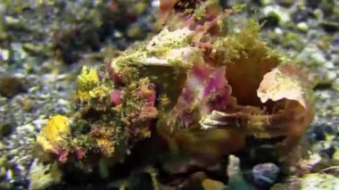 Renkli deniz kestanelerine yakın çekim