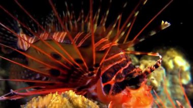 Deniz aslanı balığına yaklaşın.