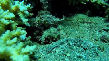 Deniz sualtı dünyası