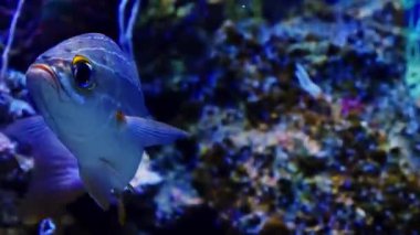 Kırmızı mercanlı mavi balık