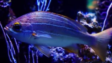 Akvaryumda balıklı balık