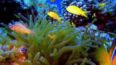 Mercan resifindeki tropikal balıklar, yakından bakın.