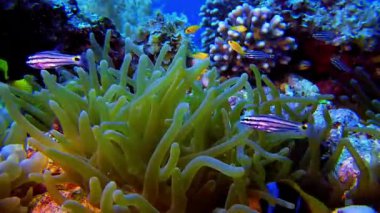 Tropik bir resifin sualtı görüntüsü