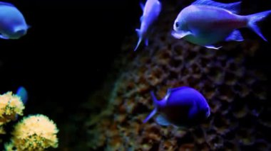 mavi ve kırmızı mercan