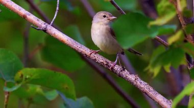 small bird in nature. nature background. bird : eurasian tit ( lelemajor caerulea )