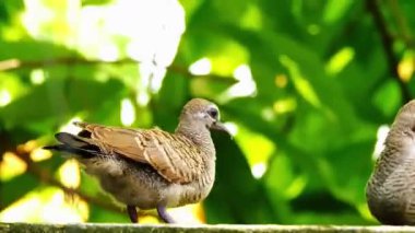 Hayvanat bahçesinde iki kuş