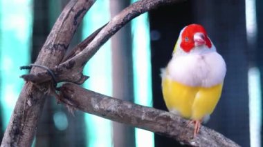 Kafesteki kuşa yaklaş.