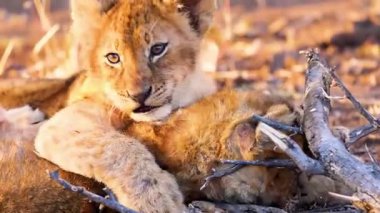 Güney Afrika 'da, savanda bir aslan yavrusunun yakın çekimi.