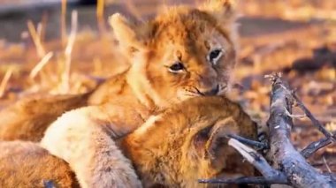 Afrika savanındaki aslanlar