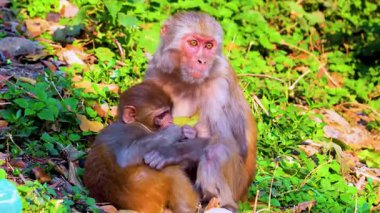 Ormanda bebekli bir maymun