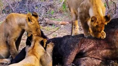 Ormanda yatan bir aslan grubunun yakın plan fotoğrafı.