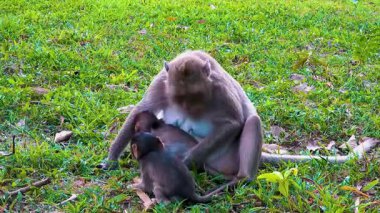 Bebekli maymun. Maymun yiyor..