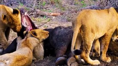 Güneydeki hayvanat bahçesinde bir aslan