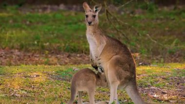 Ormandaki genç kanguru