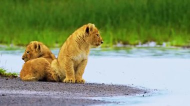 Anne ile aslan yavrusu