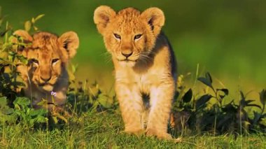 Aslan yavrusu oynuyor