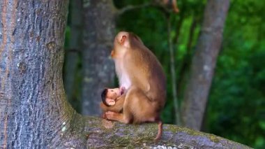 Ormanda sevimli bir maymun