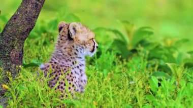 Yeşil çimlerde leopar