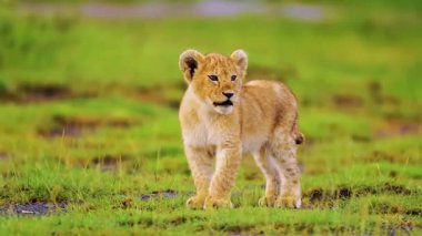 Bir aslanın çimlerdeki yakın çekimi.