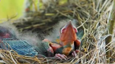 Yavrularla kuş yuvası