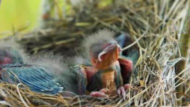 Yuvasında civcivler