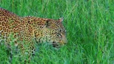 Kenya bozkırında leopar