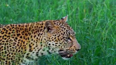 Vahşi bozkırda vahşi bir çita