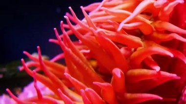 Kırmızı mercan kayalıkları