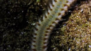 Filipinlerdeki deniz yaşamı