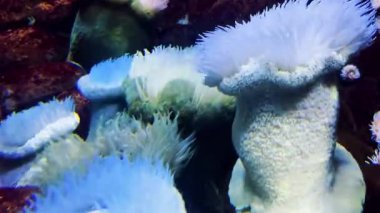 Su altı dünyası, güzel mercan resifi.