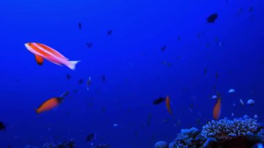 Güzel bir deniz balığının sualtı sahnesi