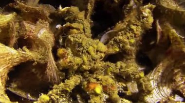 Okyanus kıyısındaki deniz yaşamı.