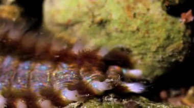 Güzel Asyalı renkli akvaryumun yakın görüntüsü