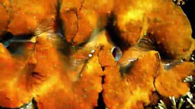 deniz mercanı, mercan, deniz yaşamı