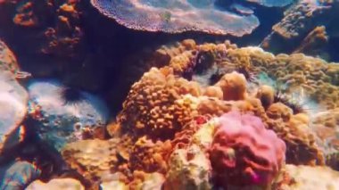 Mercanların sualtı yaşamı