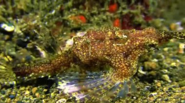 Denizin sualtı dünyası, dünya, kızıl denizde küçük bir karides.