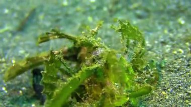 Yeşil bir bitkiye yaklaş.