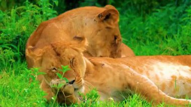 Çimenlerdeki aslanlar